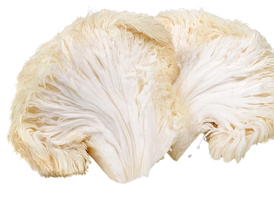 Lion’s Mane
