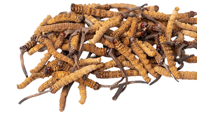 
Cordyceps (CS-4)