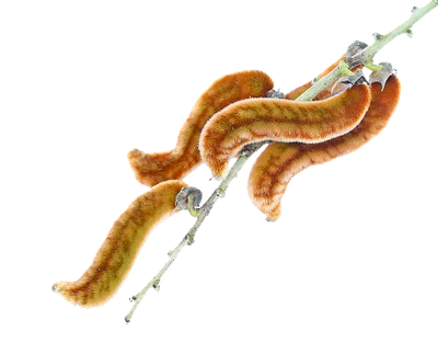 
Mucuna Pruriens